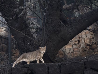 Tužan prizor: Mačka luta među zgarištima kod Omiša