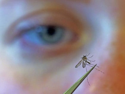 Вирус Западног Нила шири се Европом