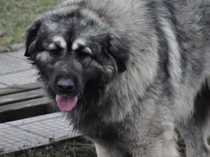 Užas u Mladenovcu: Šarplaninac napao osmogodišnju djevojčicu