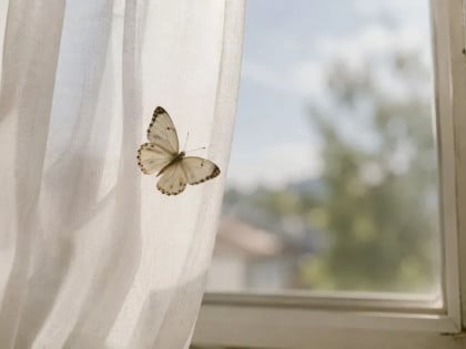 Лептир у кући по народном вјеровању доноси срећу и лијепе вијести