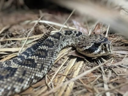 U Istri poskok ugrizao četvorogodišnjeg dječaka