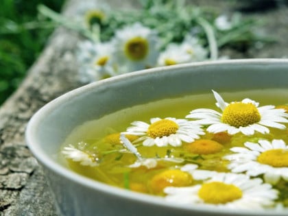 Za san, opuštanje i njegu kože: Zašto mnogi biraju kamilicu