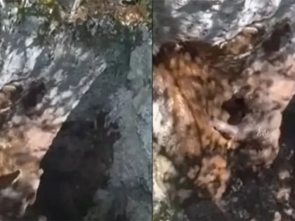 Драма у ловишту код Мостара: Ловци спасили заробљеног медвједића