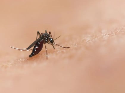 U Bugarskoj registrovan prvi slučaj groznice Zapadnog Nila ove godine