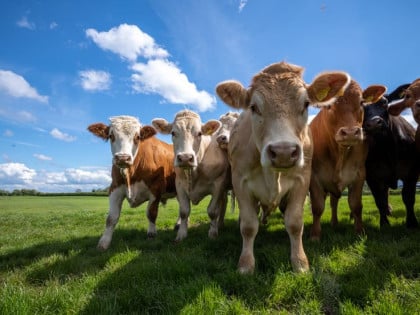 Kako su grčki farmeri „muzli“ fondove EU