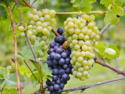 Које грожђе је здравије? Црно, бијело или црвено