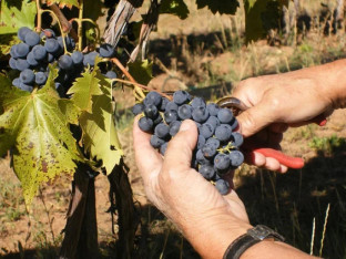 Почела берба на југу Српске: Грожђе раније сазрело, род већи до 20 одсто