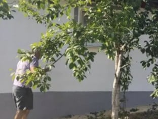 На имању Миленка шљиве родиле након четири године