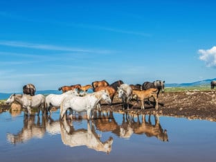 Допремљена питка вода за дивље коње код Ливна
