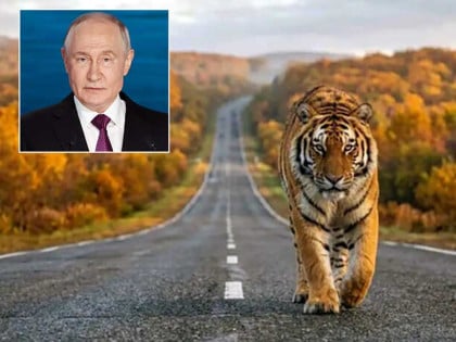 Tigar zaustavio Putinov automobil!