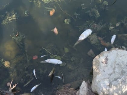 Помор рибе у Спречи код Добоја