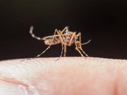 Registrovano više od hiljadu slučajeva zaraze virusom Zapadnog Nila