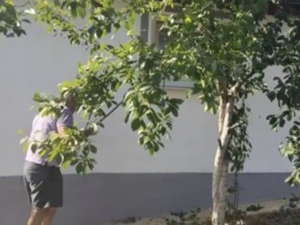 Na imanju Milenka šljive rodile nakon četiri godine