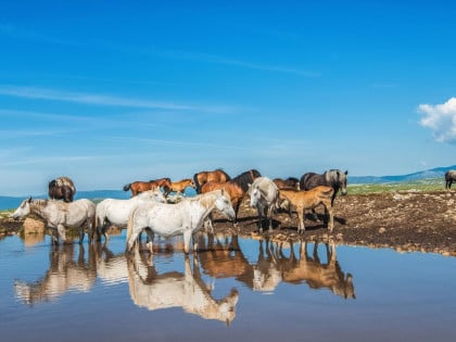 Допремљена питка вода за дивље коње код Ливна