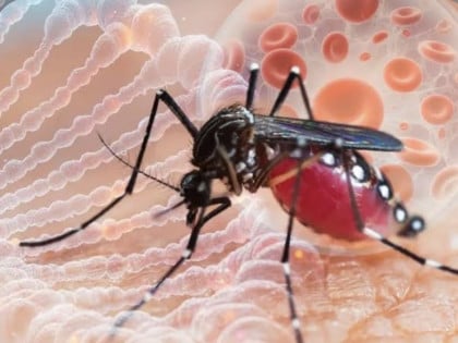 Devet novih slučajeva groznice Zapadnog Nila u Holandiji