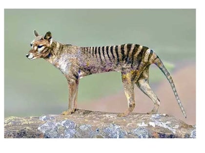 Tasmanijski tigar bi uskoro mogao ponovo hodati zemljom
