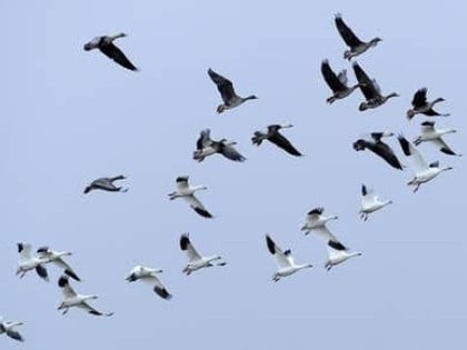 Ptice selice nestaju alarmantnom brzinom: Ugroženo 45 odsto migratornih vrsta