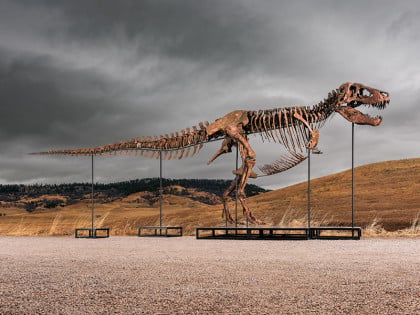 Nevjerovatno otkriće: Pronađeni prvi poznati otisci stopala odraslog tiranosaurus reks