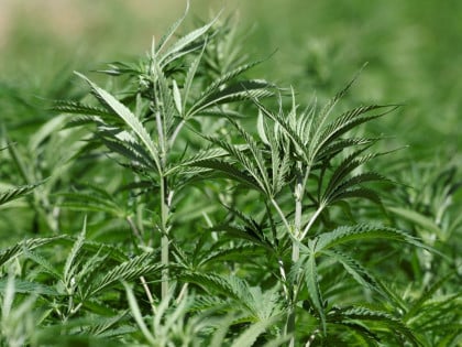 Gojković: Nastaviti istraživanja za legalizaciju kanabisa u medicinske svrhe