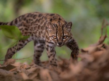 Identifikovana nova vrsta divlje mačke