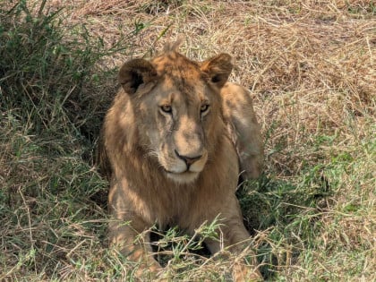 Užas u poznatom safariju: Pronađeno deset mrtvih lavova