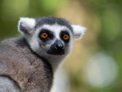 Лемури са Мадагаскара користе технику оперских пјевача