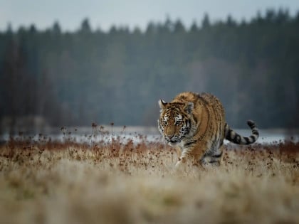 Naučnici otkrivaju važnu ulogu divljih životinja u borbi protiv klimatskih promjena