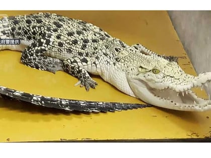 Muškarac iz Osake uhapšen zbog držanja krokodila!