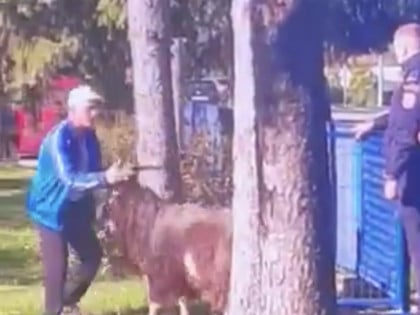Жестока борба јарца и гласача поред бирачког мјеста код Бањалуке (ВИДЕО)