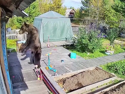 Invazija medvjeda u Rusiji: Zbog gladi i požara ubili 16 ljudi (VIDEO)