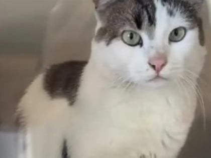 Neobična šalteruša u Srpskoj: Došao u poštu, dočekala ga mačka (VIDEO)