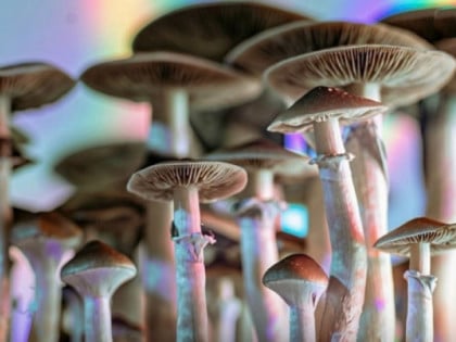 Супстанца из психоделичних печурака подмлађује мозак