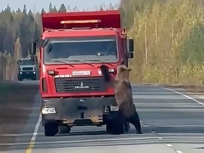 Razigrani medvjed zaustavio saobraćaj u Rusiji (VIDEO)