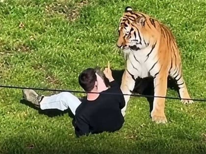 Smrtonosan napad sibirskog tigra u Britaniji, zoološki vrt hitno zatvoren (VIDEO)