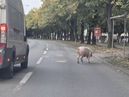 Svinja ometala saobraćaj u Banjaluci