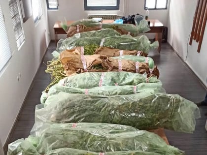 Мушкарци из Сребренице оптужени због узгоја индијске конопље, пријети им 15 година затвора