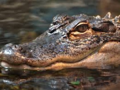 Aligator odvukao u vodu i usmrtio ribara koji je pecao na jezeru