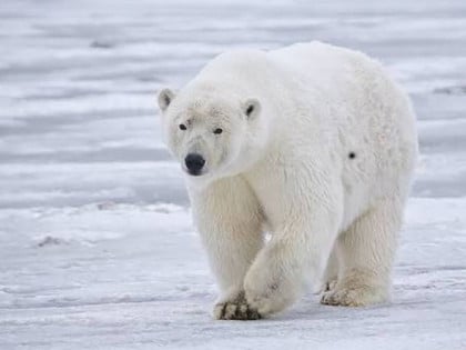 Zanimljivosti o polarnim medvjedima