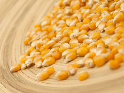 Žitarica koju niko neće da jede, a tako je zdrava: Čuva srce, jača kosti, odlična i za stomak