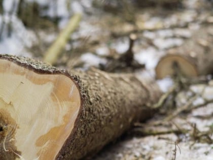 Пријављена нелегална сјеча шуме у Лопарама